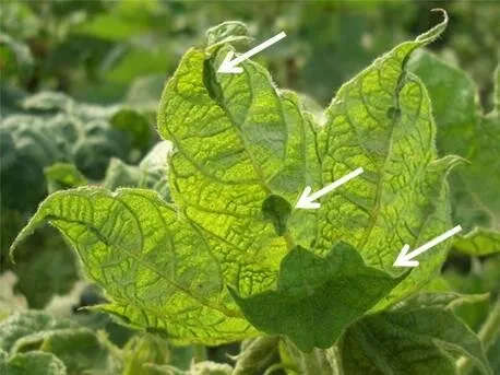 Cotton leaf curl disease